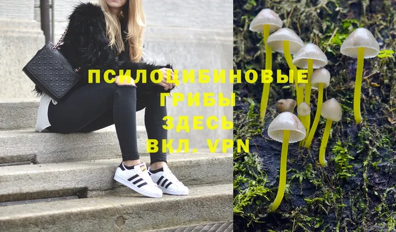 Псилоцибиновые грибы Magic Shrooms  Скопин 